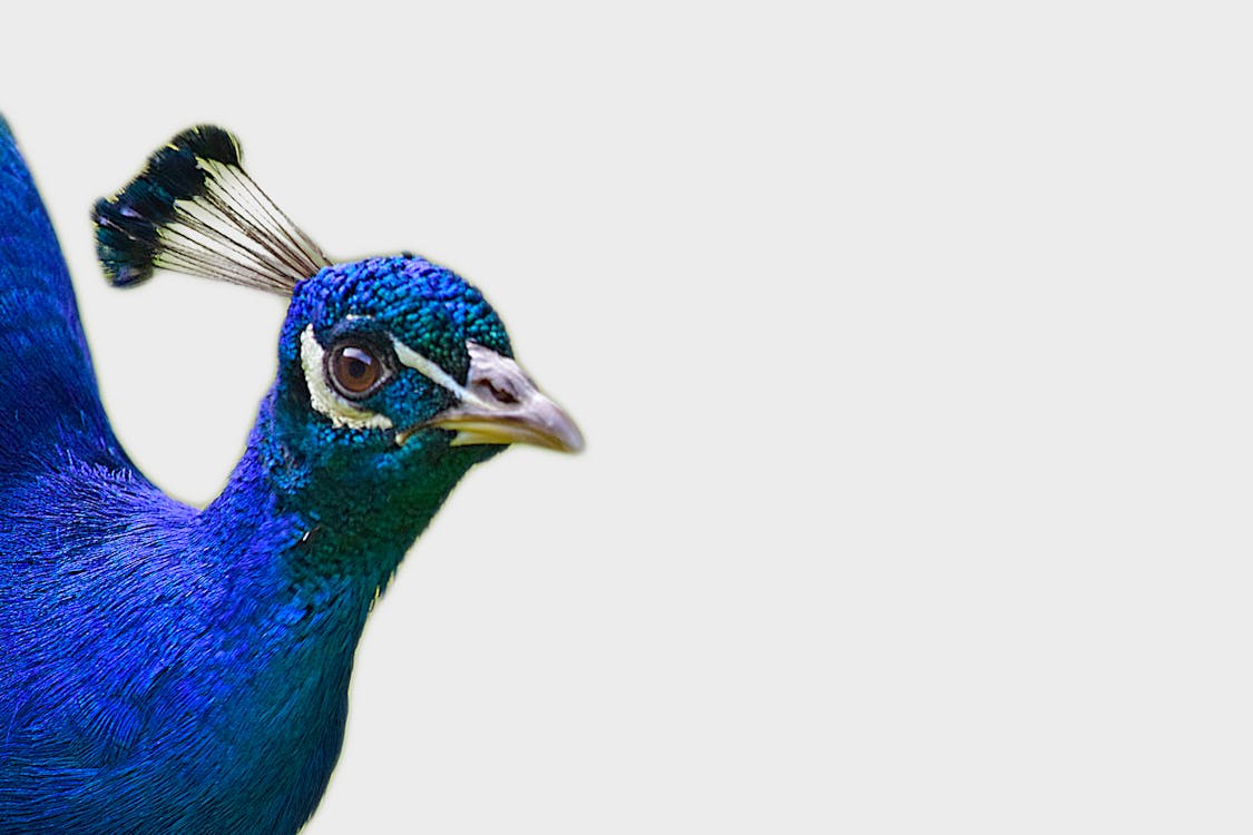 Free stock photo of blue, feathers, isolated