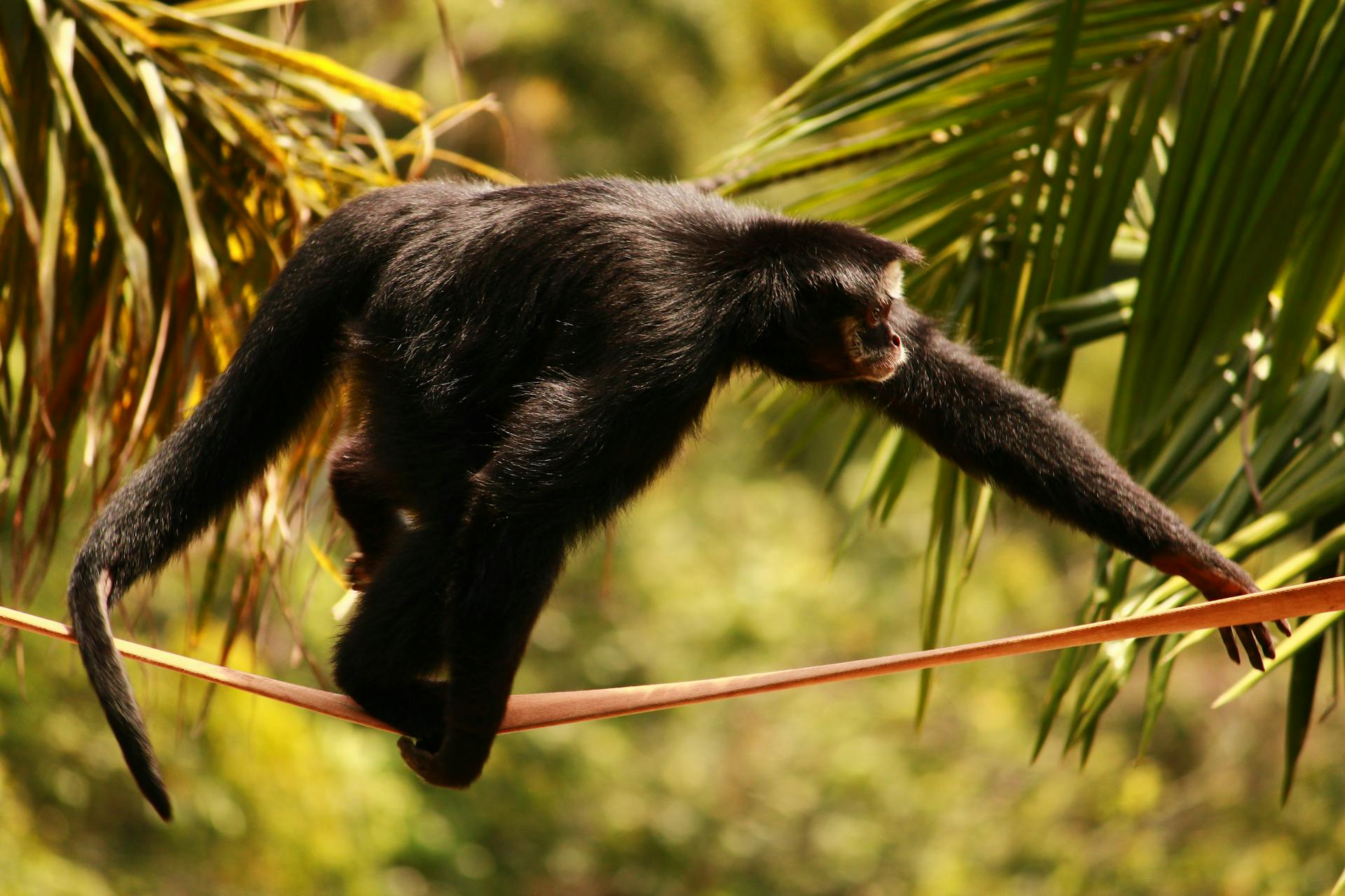 A black spider monkey carefully balances on a rope under tropical palm leaves.