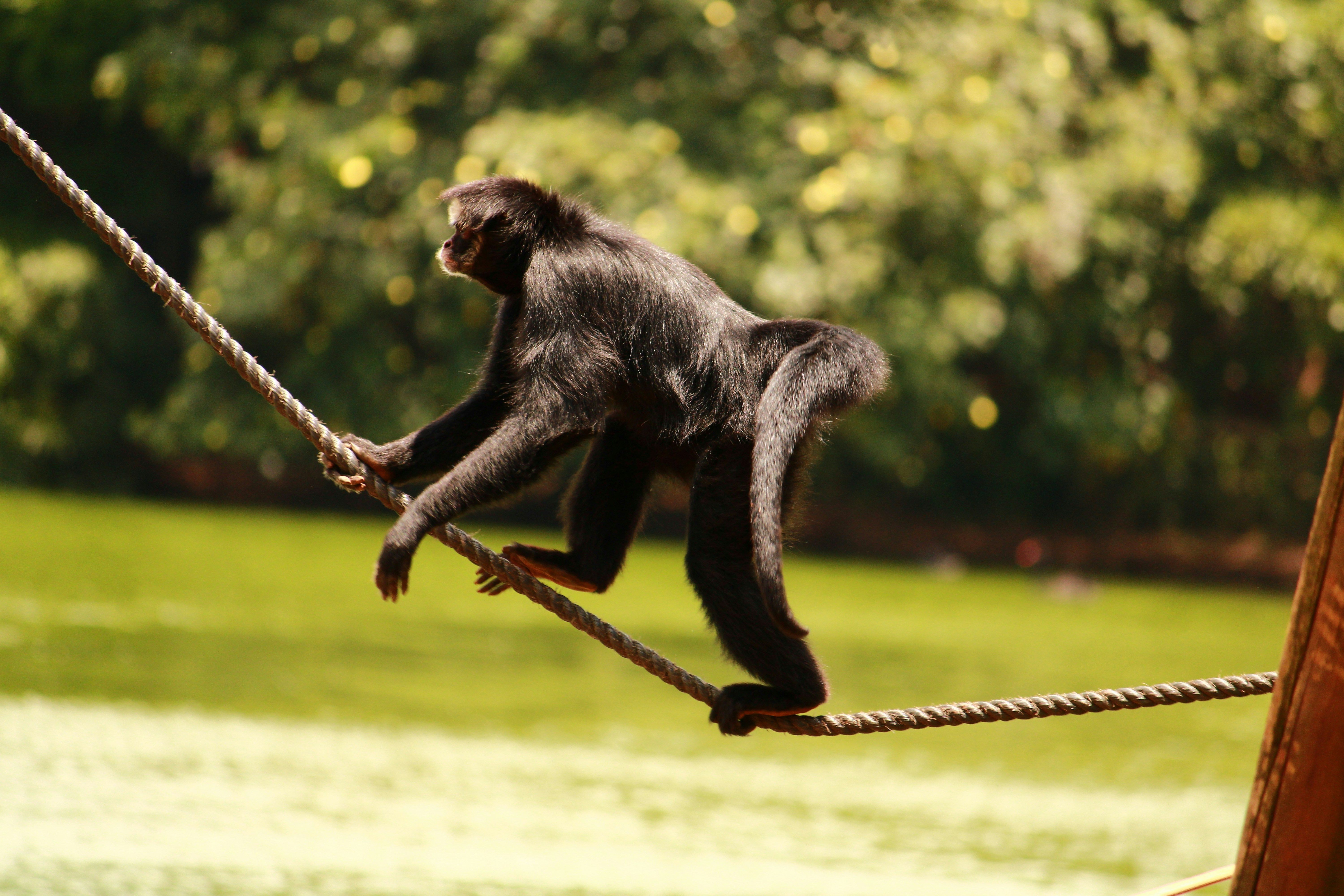 Canopy Crossing