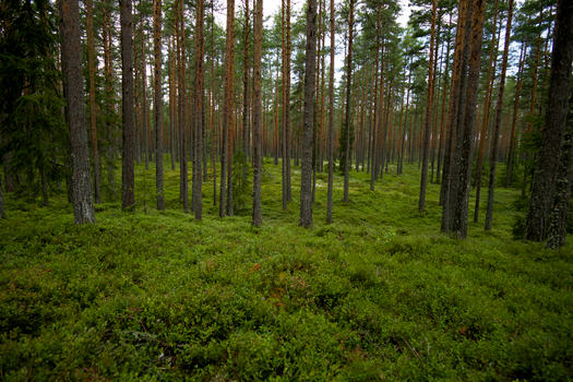 Serene forest landscape filled with tall pine trees and vibrant greenery.