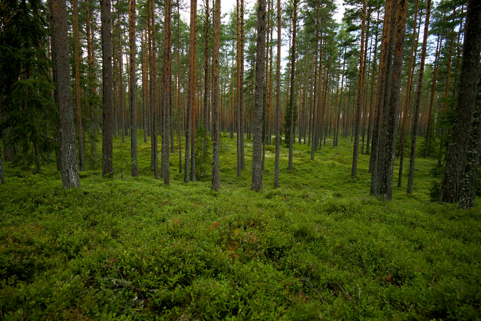 Free stock photo of forest, trees, woodland