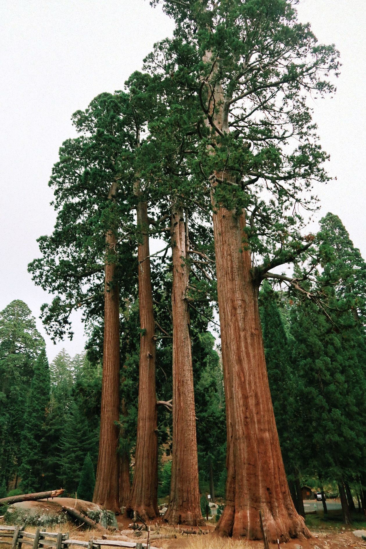 Giant Sequoia