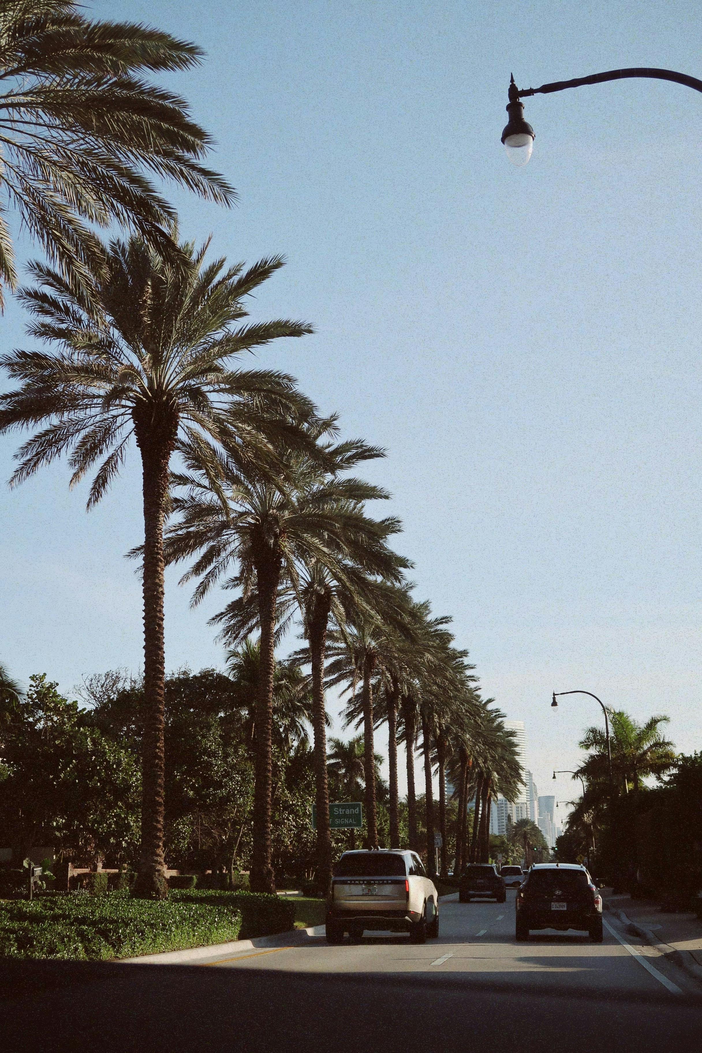 Palm trees line a sunny avenue with vehicles driving beneath blue skies.