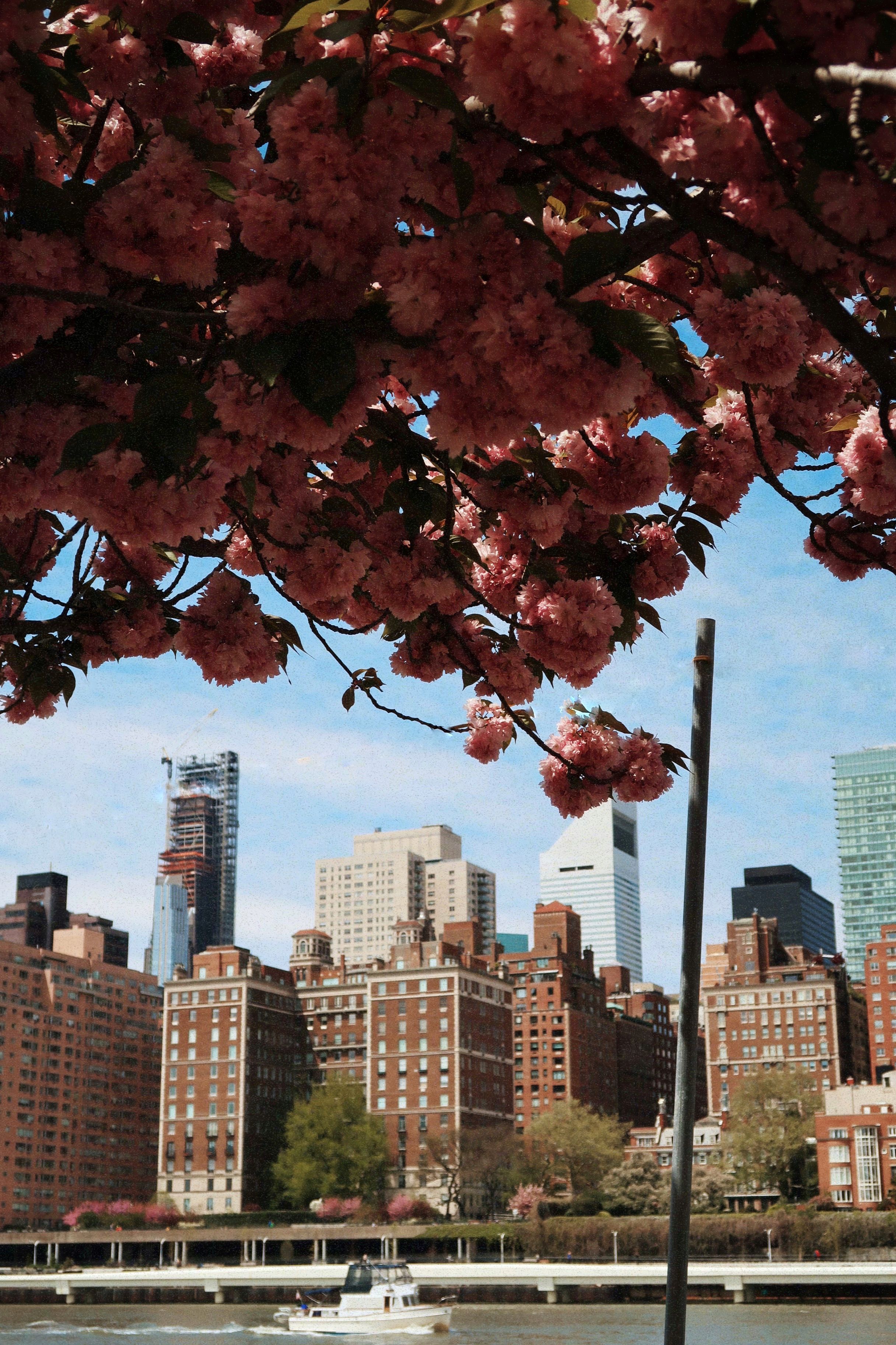 Cherry Blossoms Frame Urban City Skyline · Free Stock Photo