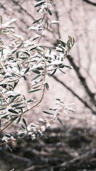 Close-up of snow-laden olive branches in a serene winter setting.