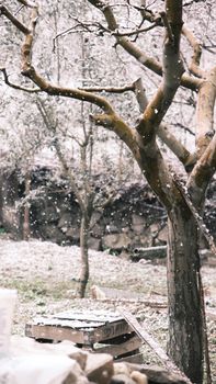 Snow gently falling on bare trees in a rustic winter orchard. Calm and serene natural scene.