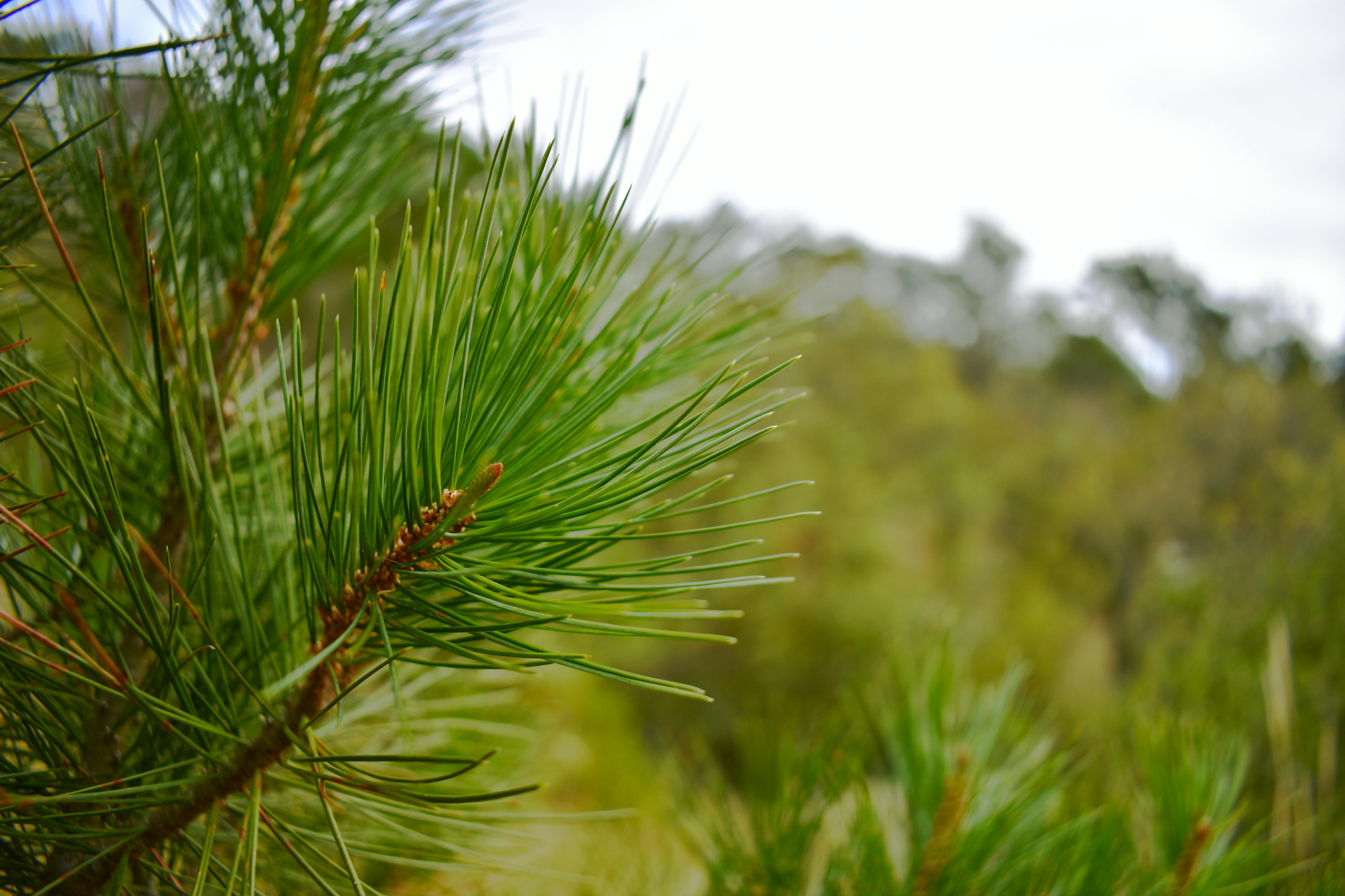 3000 Gambar Daun  Pinus  HD Terbaik Gambar ID