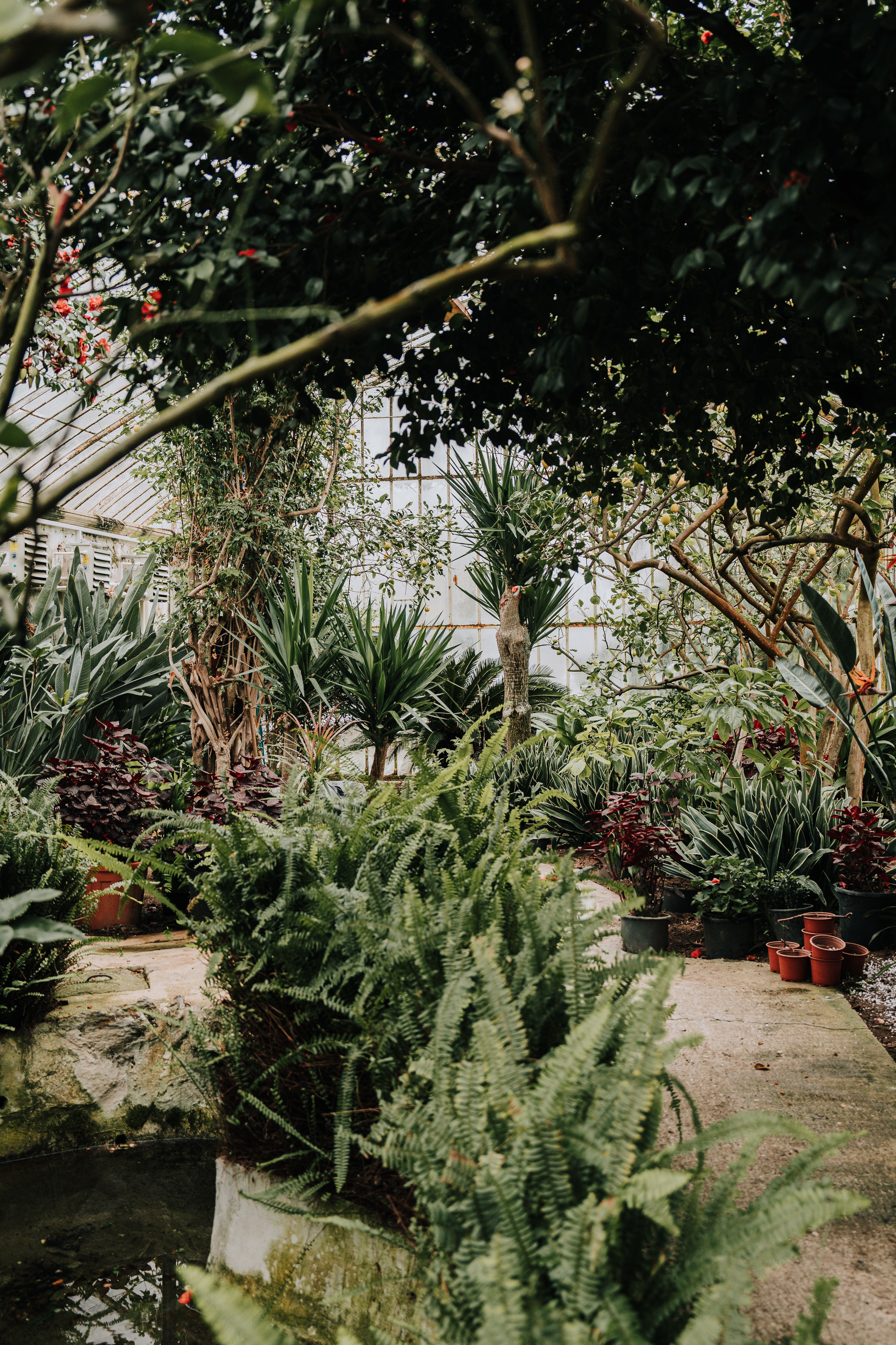 Lush Botanical Greenhouse with Diverse Foliage · Free Stock Photo