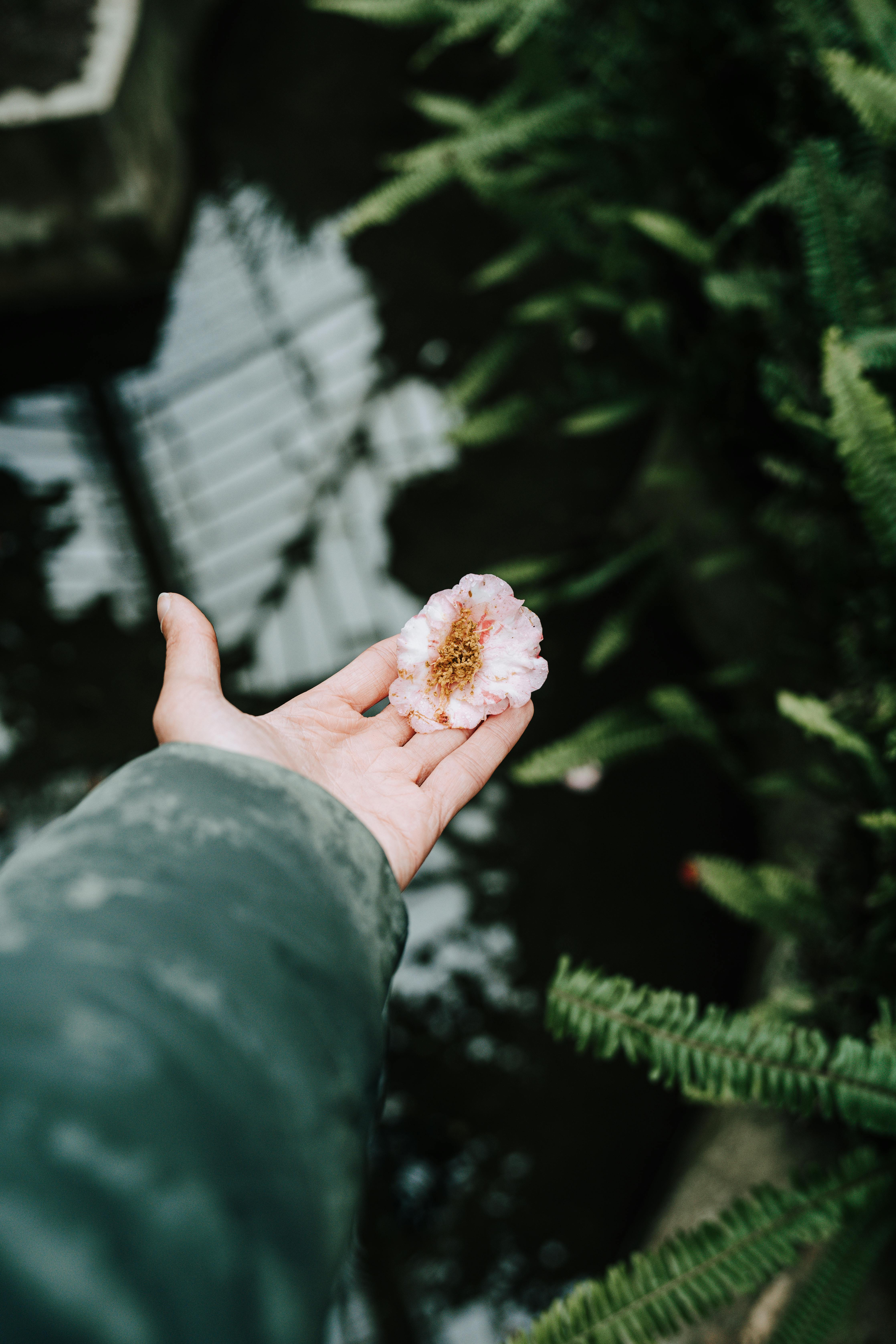 Close-up of a hand holding a delicate pink flower over a serene water setting.