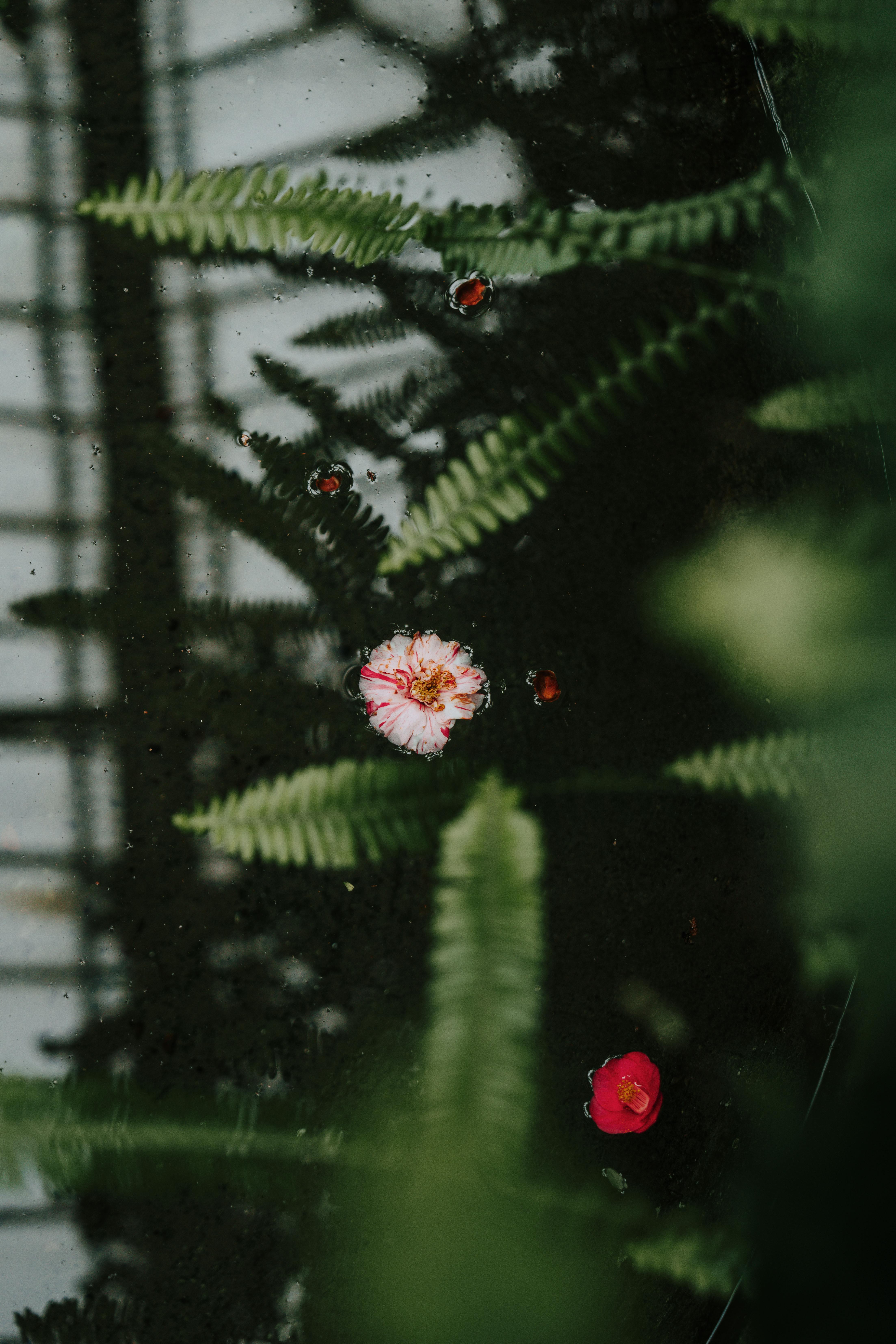 A serene view of ferns and flowers reflecting on a water surface, creating a moody atmosphere.