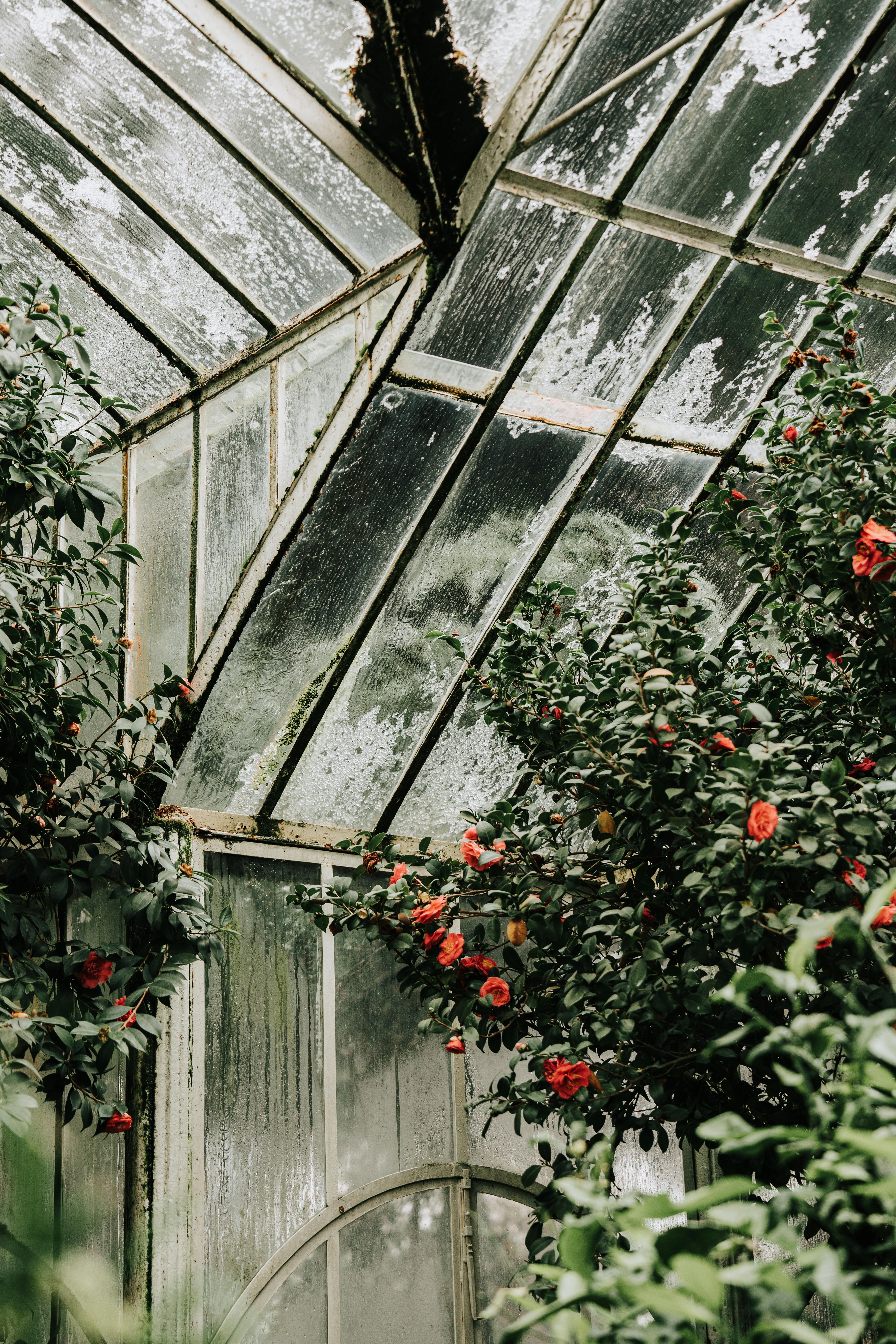Beautiful red flowers bloom inside an aged glass greenhouse, bathed in natural light.