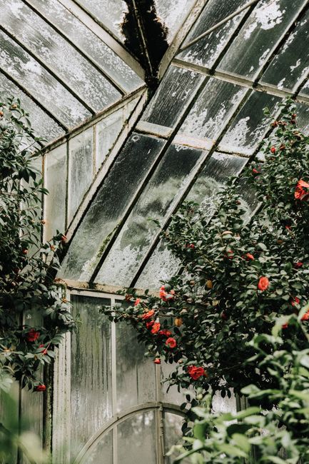 Beautiful red flowers bloom inside an aged glass greenhouse, bathed in natural light.
