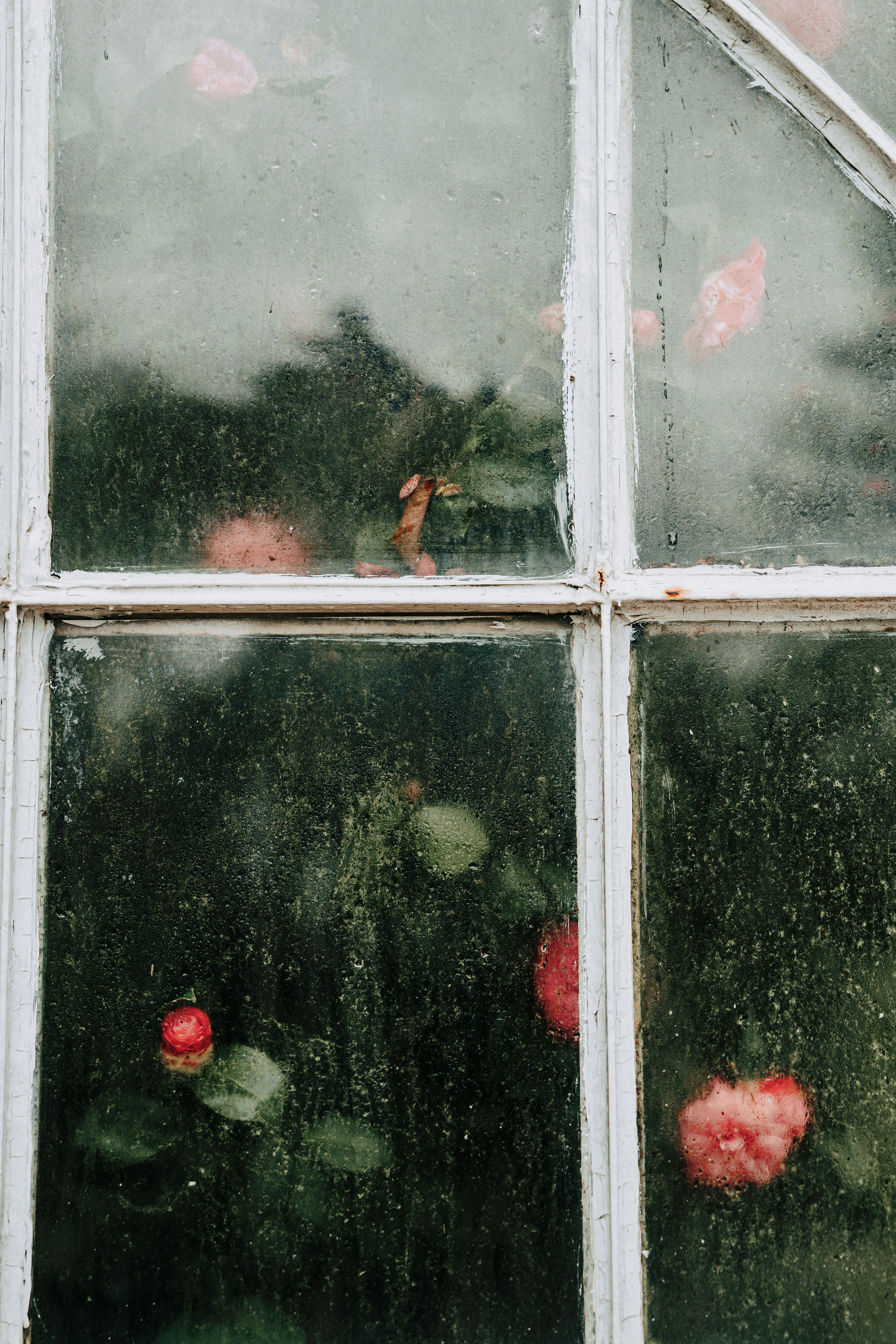 A nostalgic view of vibrant flowers through a fogged windowpane, evoking a sense of tranquility.