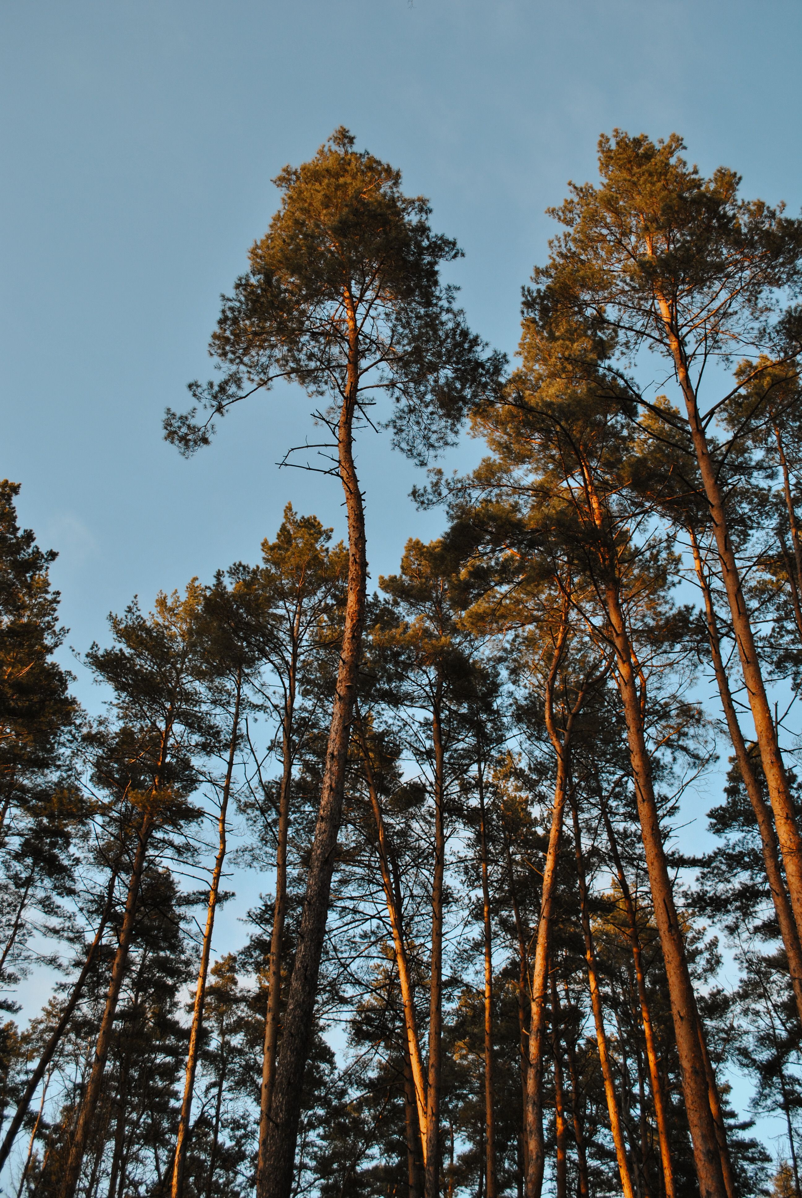Tall pine trees against a clear blue sky · Free Stock Photo