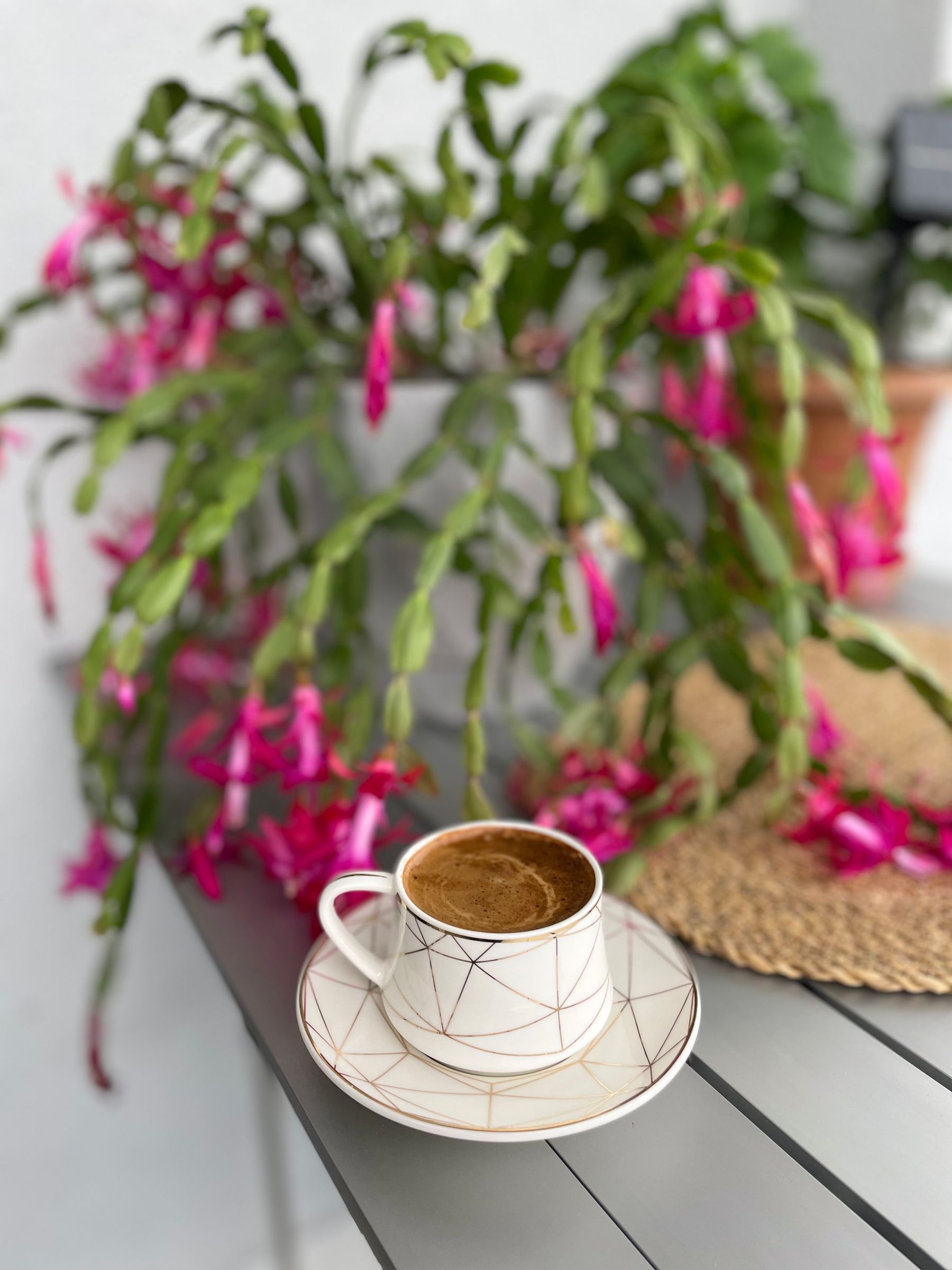 Blooming cactus beside a cozy indoor table Blooming cactus beside a cozy indoor table