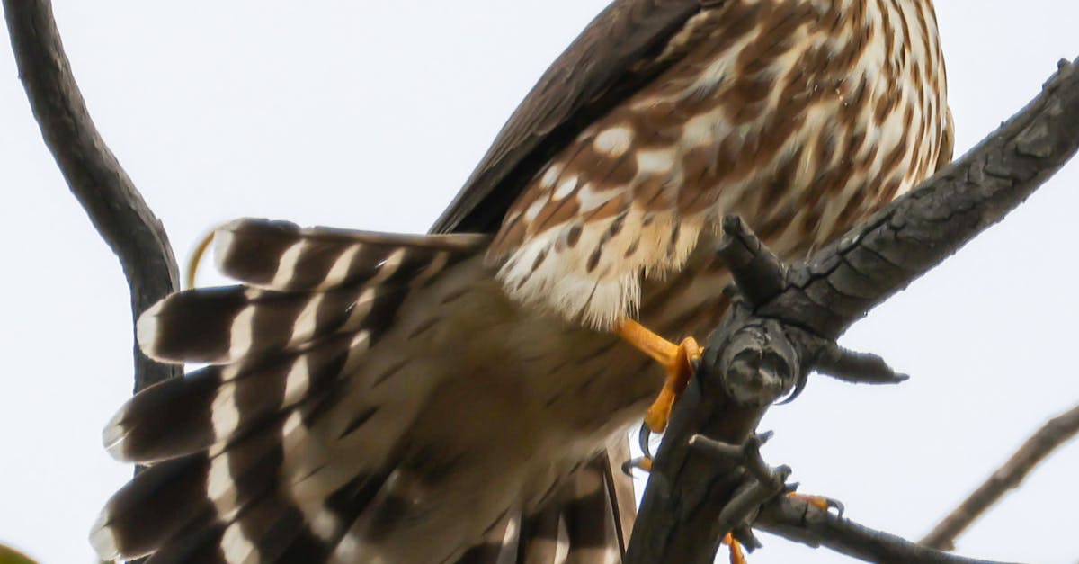 Beautiful Merlin Falcon Perched on Tree Branch · Free Stock Photo