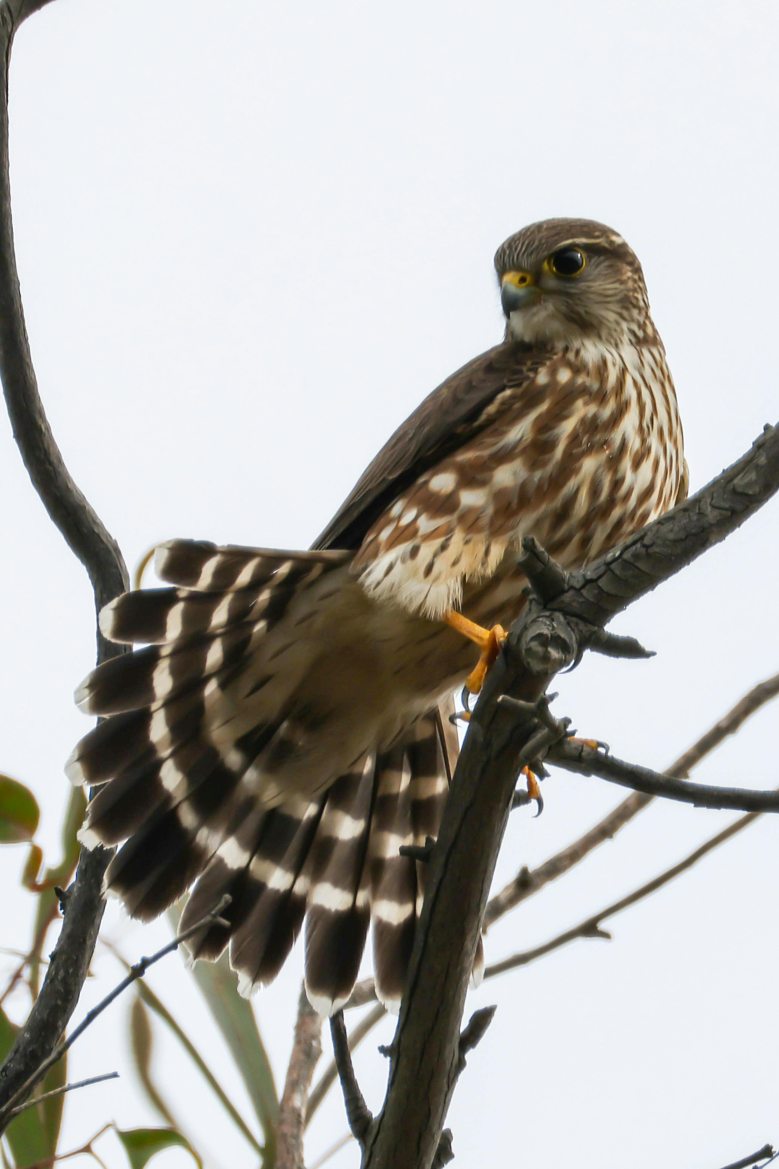 Beautiful Merlin Falcon Perched on Tree Branch · Free Stock Photo