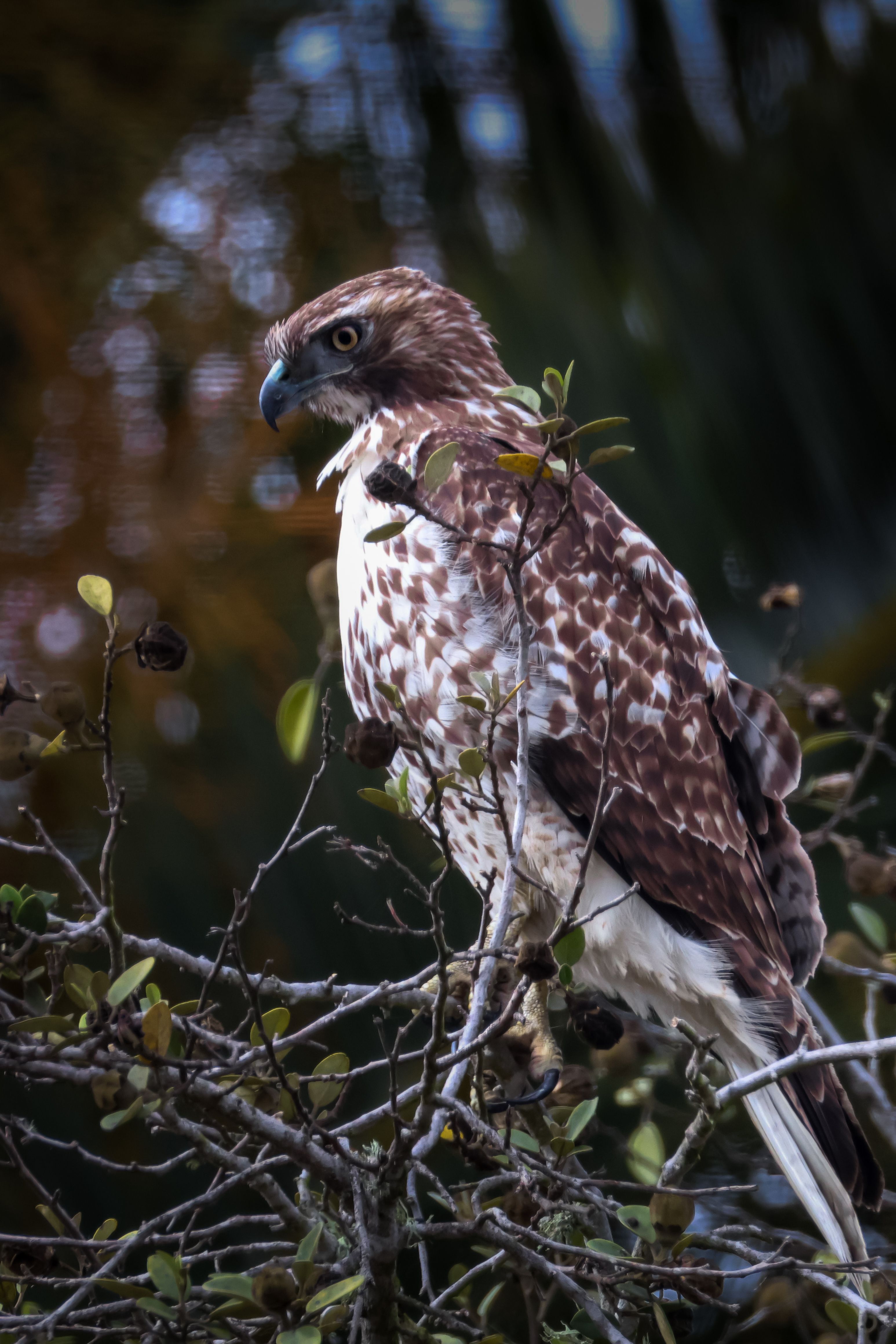 Close-up of a brown falcon sitting on a tree branch in the wild.