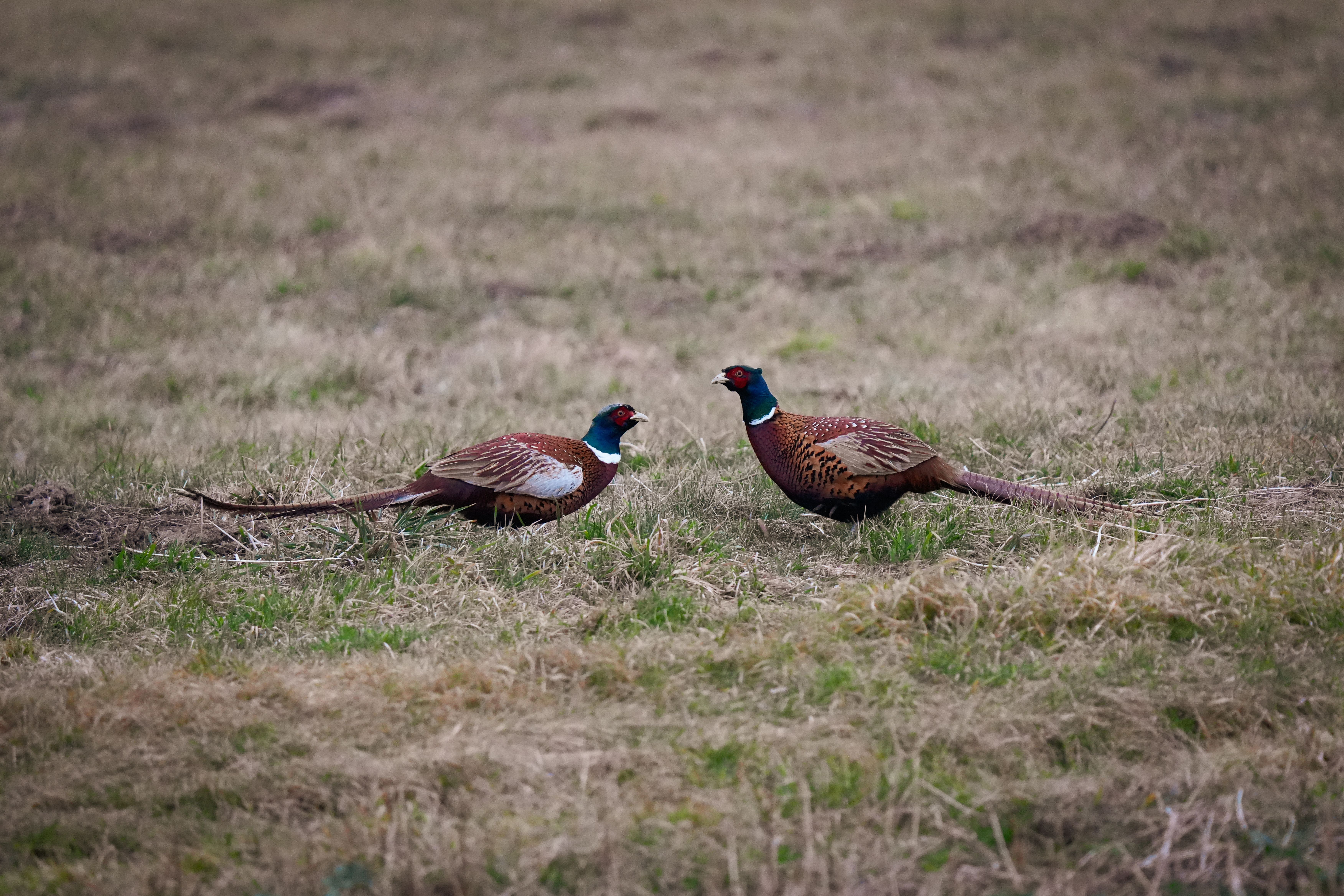 Pheasants Nest