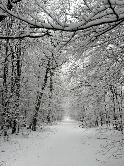 Free A serene snowy forest path surrounded by snow-laden trees, capturing winter's tranquility. Stock Photo