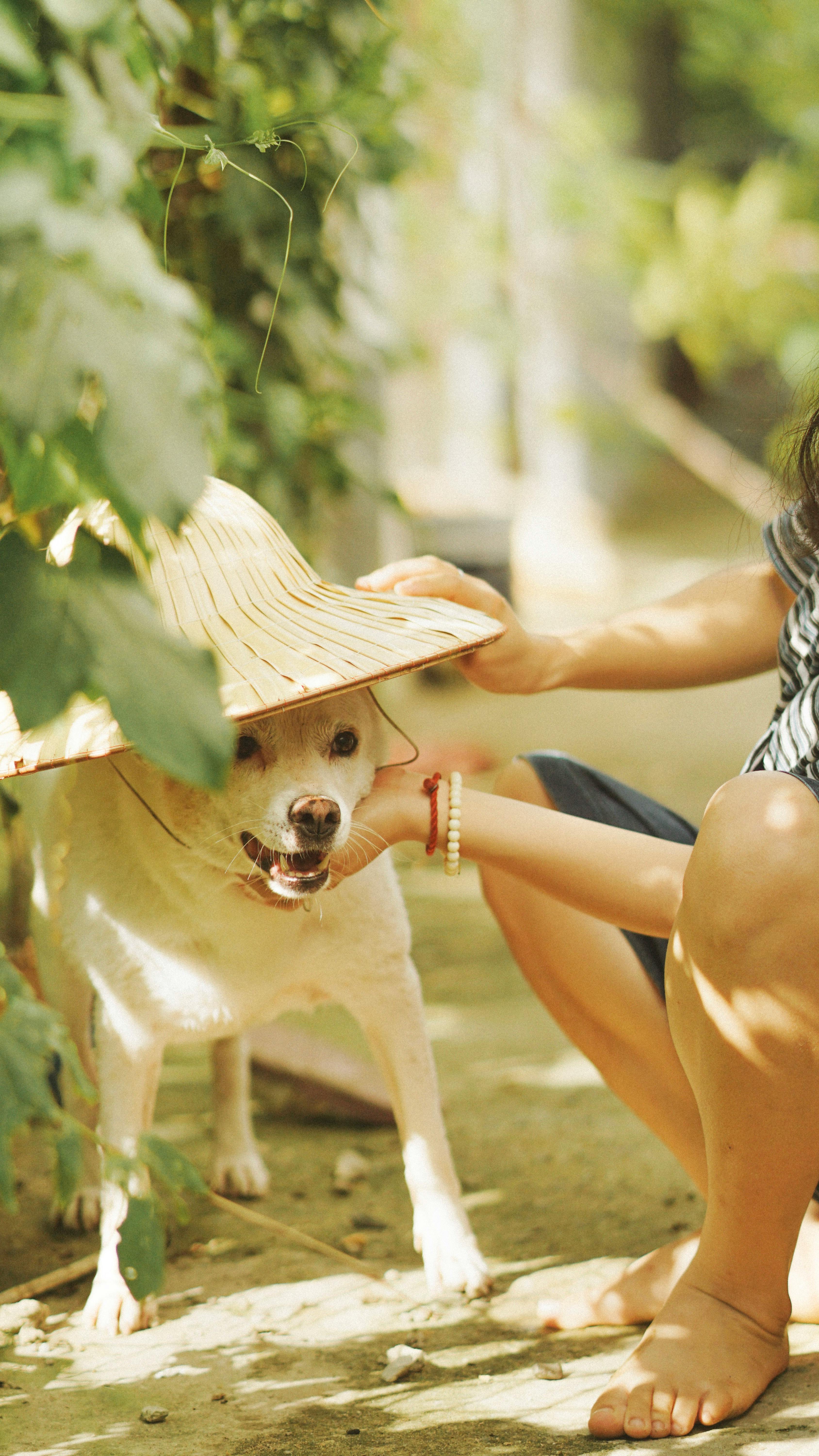 Dog Sun Hat Royalty-Free Images, Stock Photos & Pictures