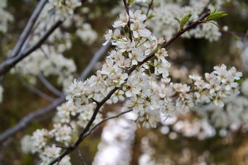 Free Detailed view of white blossoms on tree branch, signaling spring's arrival. Stock Photo