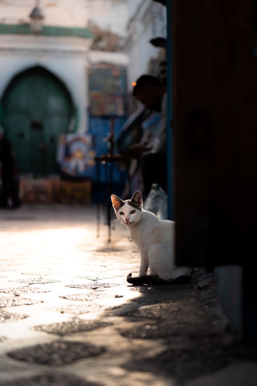 아실라 갤러리 이미지