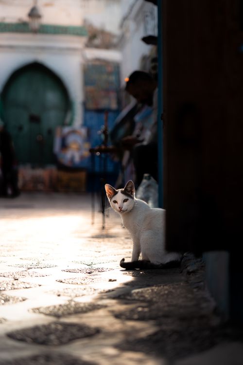 Free A cat sits on a sunlit street in Asilah, Morocco, casting a serene ambiance. Stock Photo