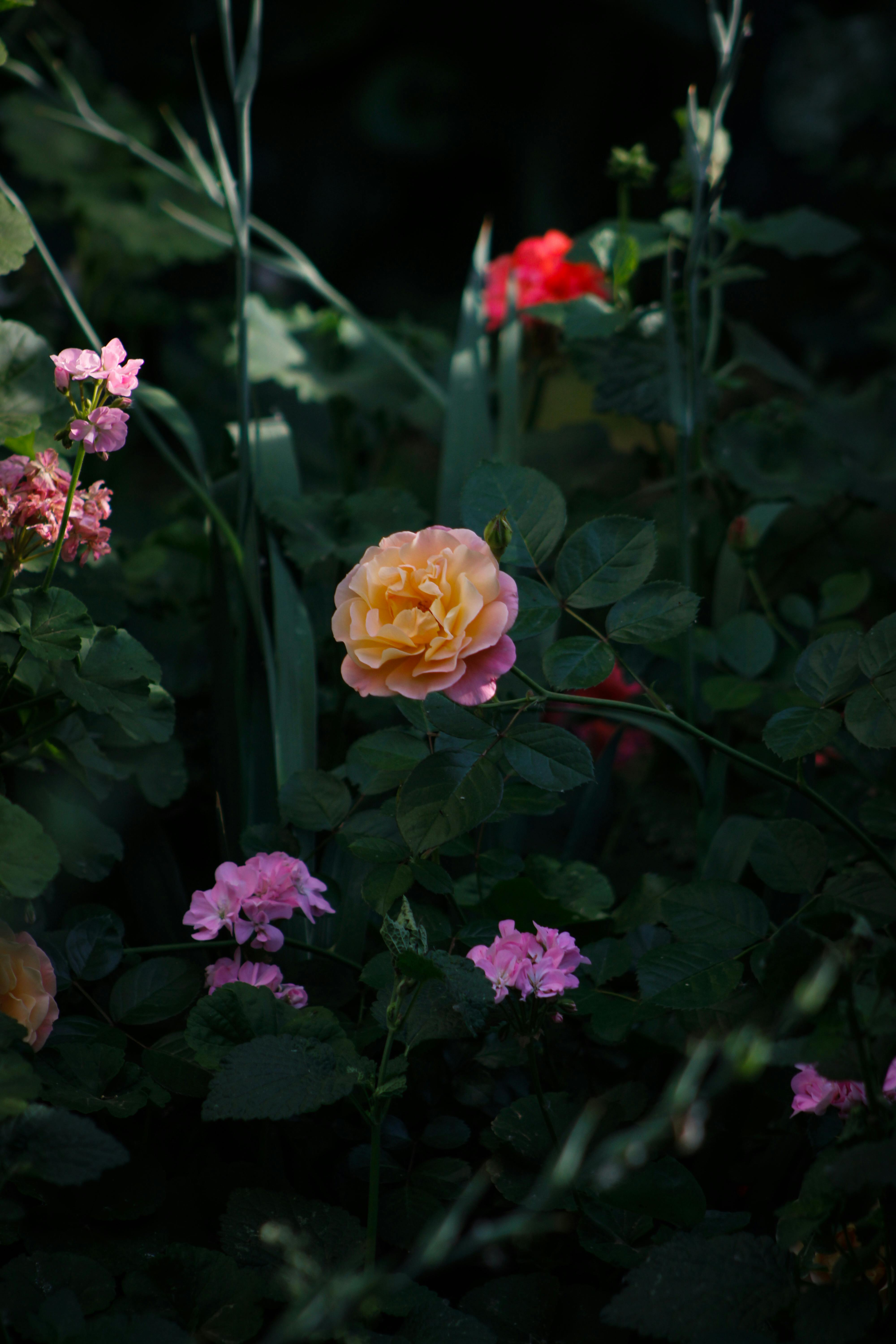 Beautiful rose blossoms in lush greenery create a vibrant, natural scene full of life and color.