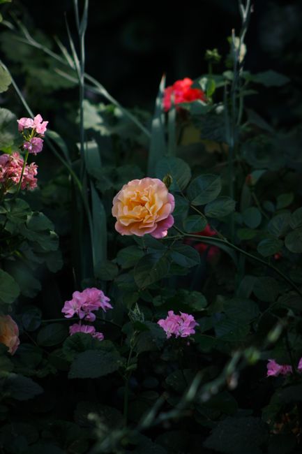 Beautiful rose blossoms in lush greenery create a vibrant, natural scene full of life and color.