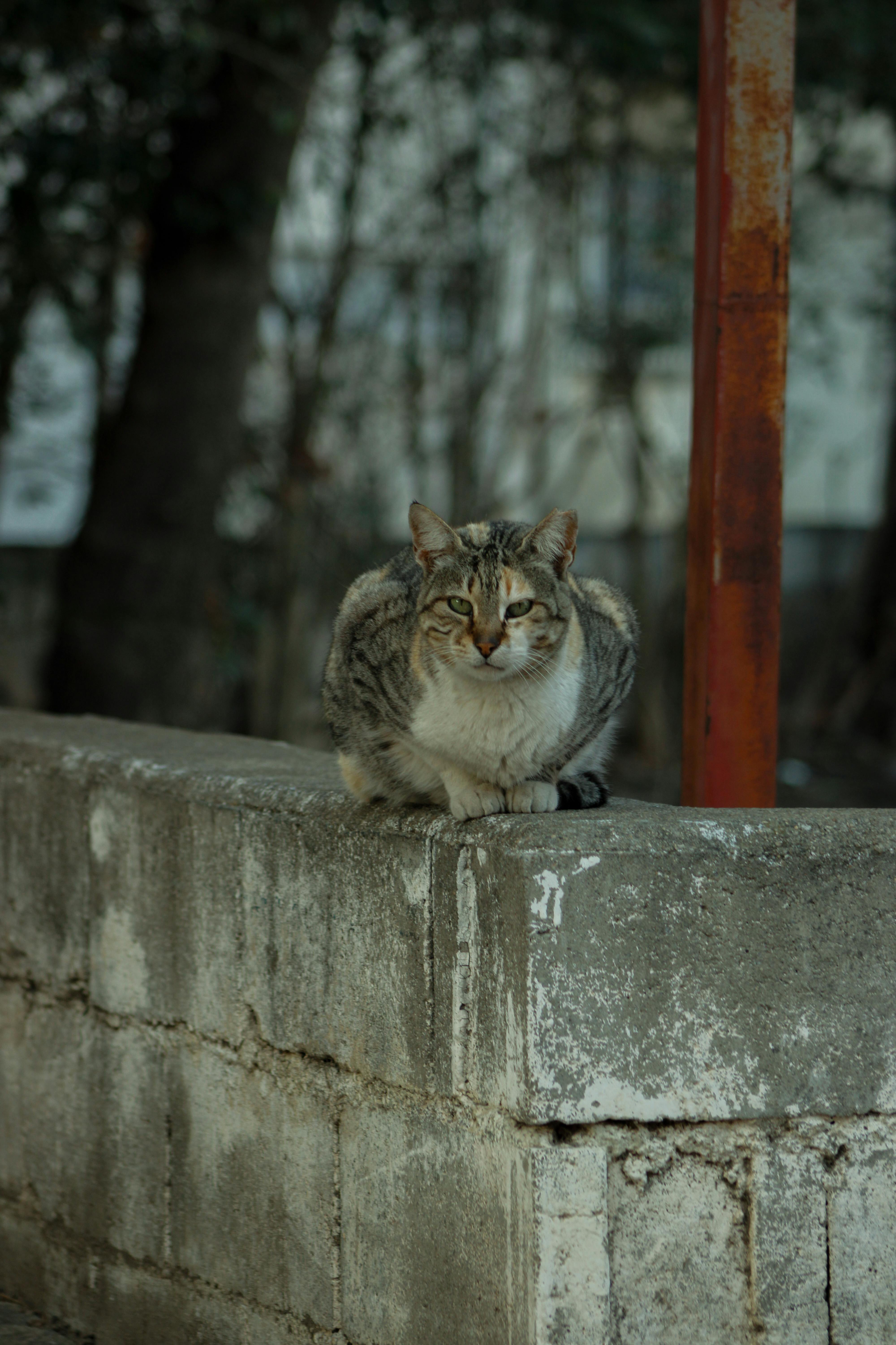 A street cat rests on a weathered concrete wall, exuding calmness.