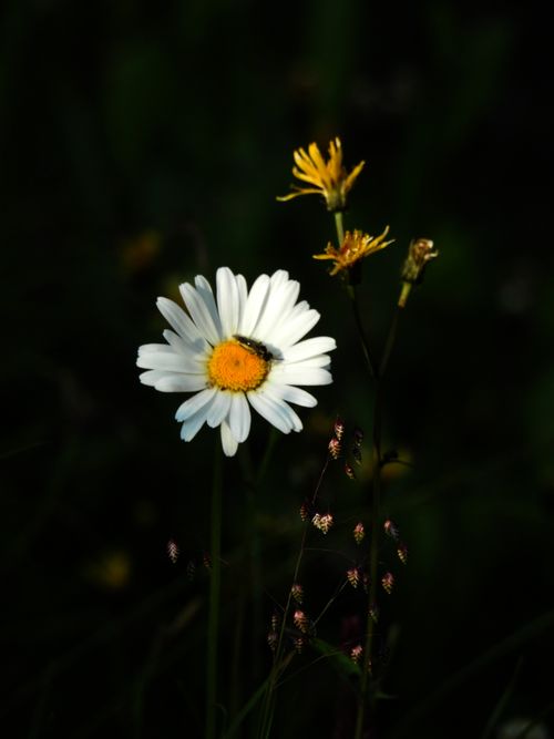 Free A close-up of a white daisy with yellow center and insect on petals in a shadowed garden. Stock Photo