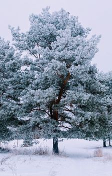 A frosty pine tree in a serene winter forest, covered in fresh snow.