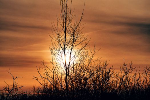 A striking silhouette of bare tree branches against a vivid sunset sky, creating a dramatic scene.