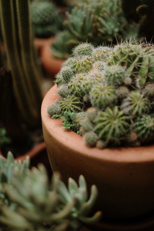 Free Close-up view of vibrant green cacti in a terracotta pot, ideal for nature enthusiasts. Stock Photo