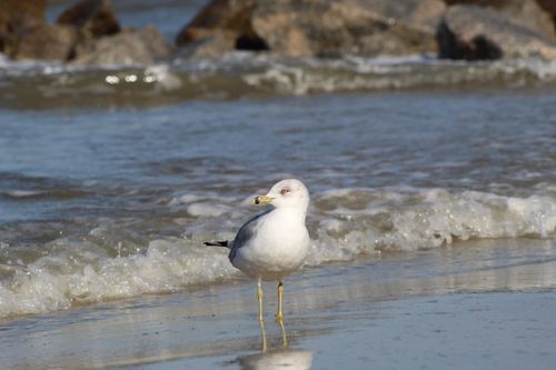 Free A seagull stands on a beach with gentle waves in South Carolina. Stock Photo