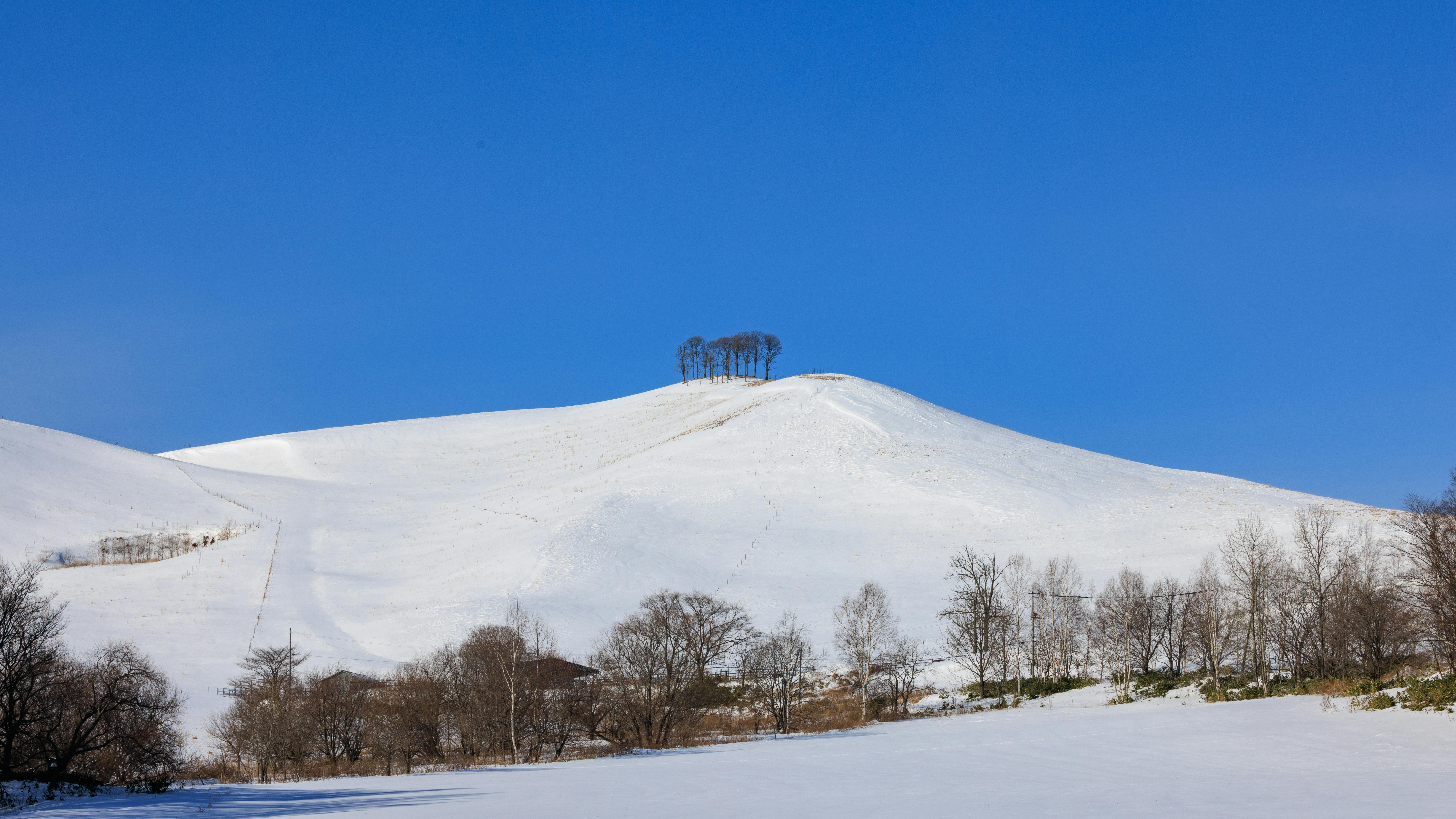 Serene winter landscape of a snowy hillside and trees in Hokkaido, Japan.