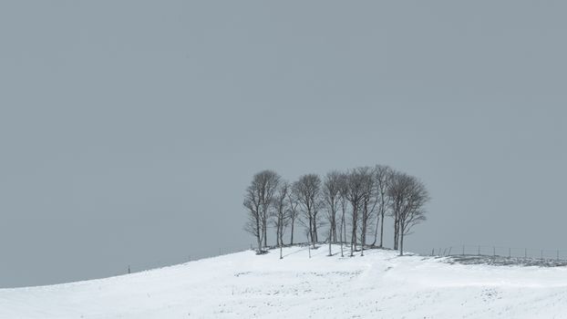 A minimalist winter scene in Hokkaido, Japan, featuring snow-covered hills and bare trees.