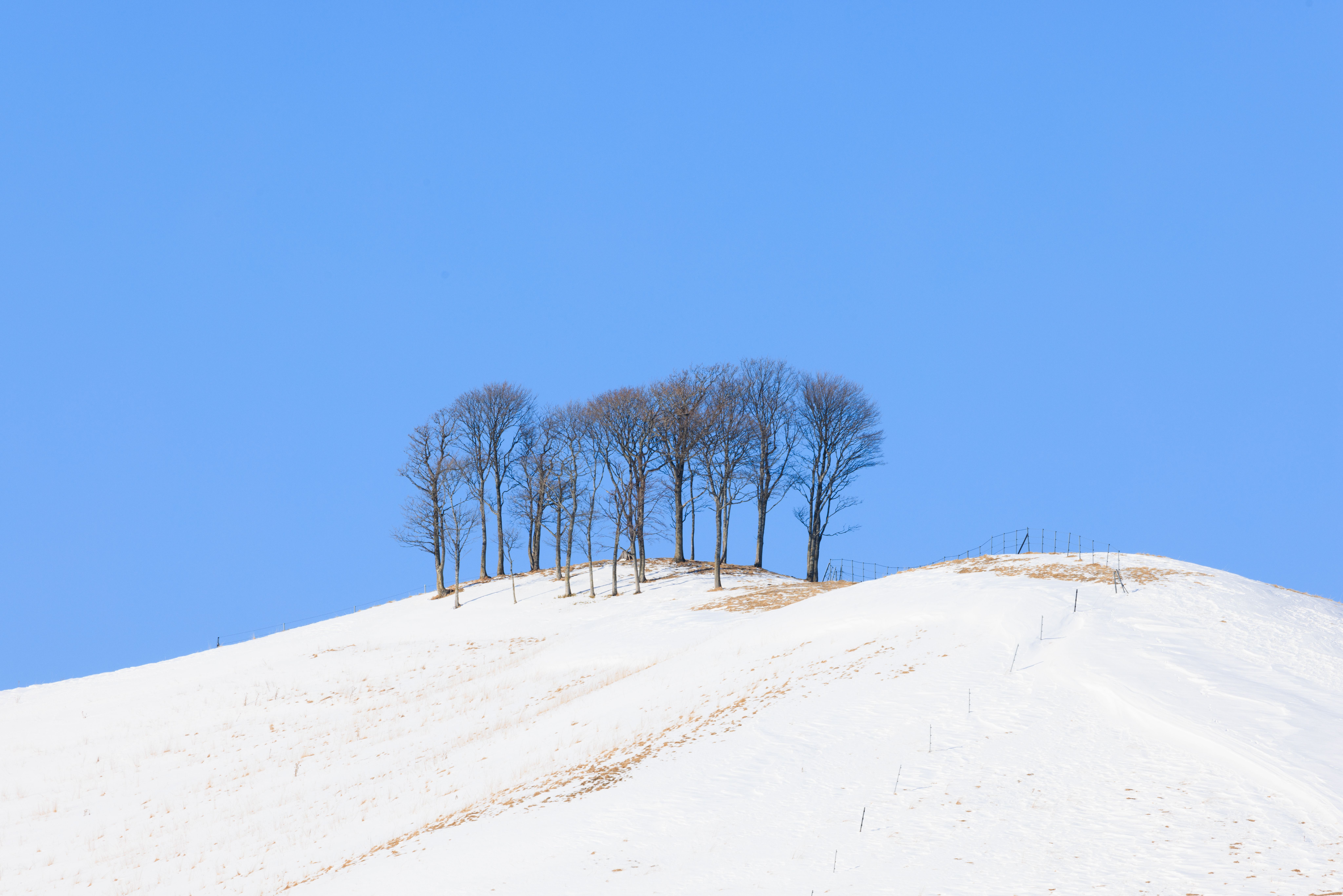 A snow-covered slope with bare trees under blue sky in Hokkaido.