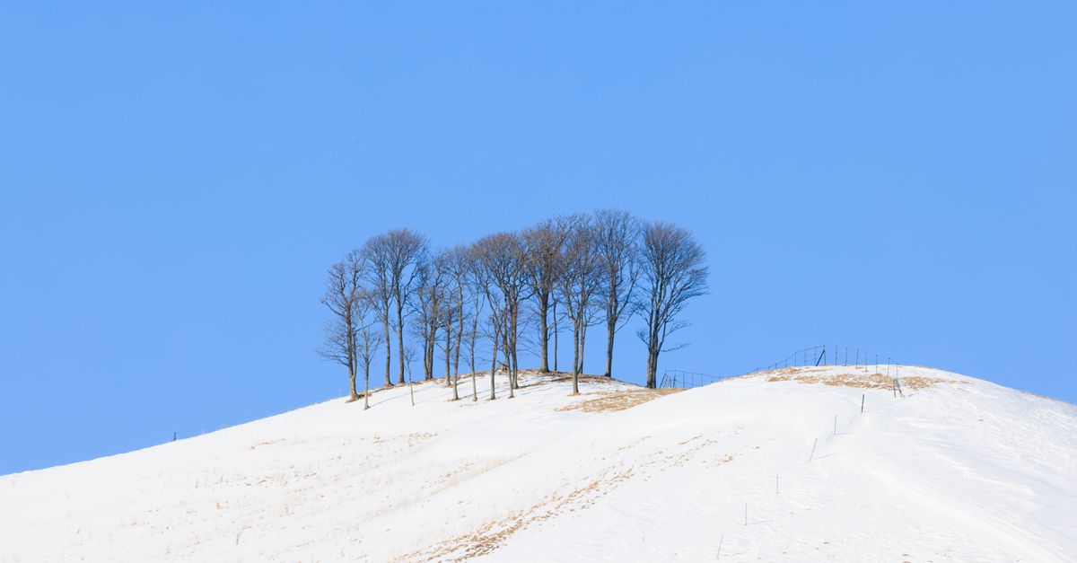 A snow-covered slope with bare trees under blue sky in Hokkaido.