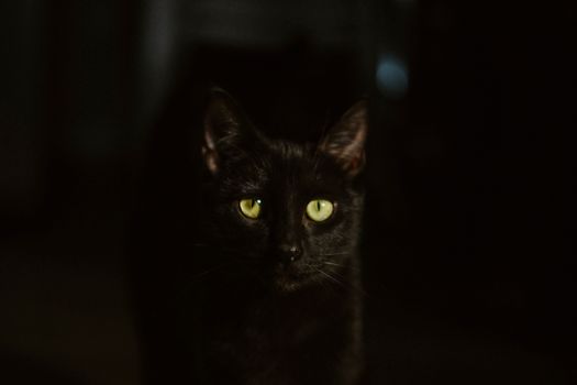 Low Ash Cat Food Comparison