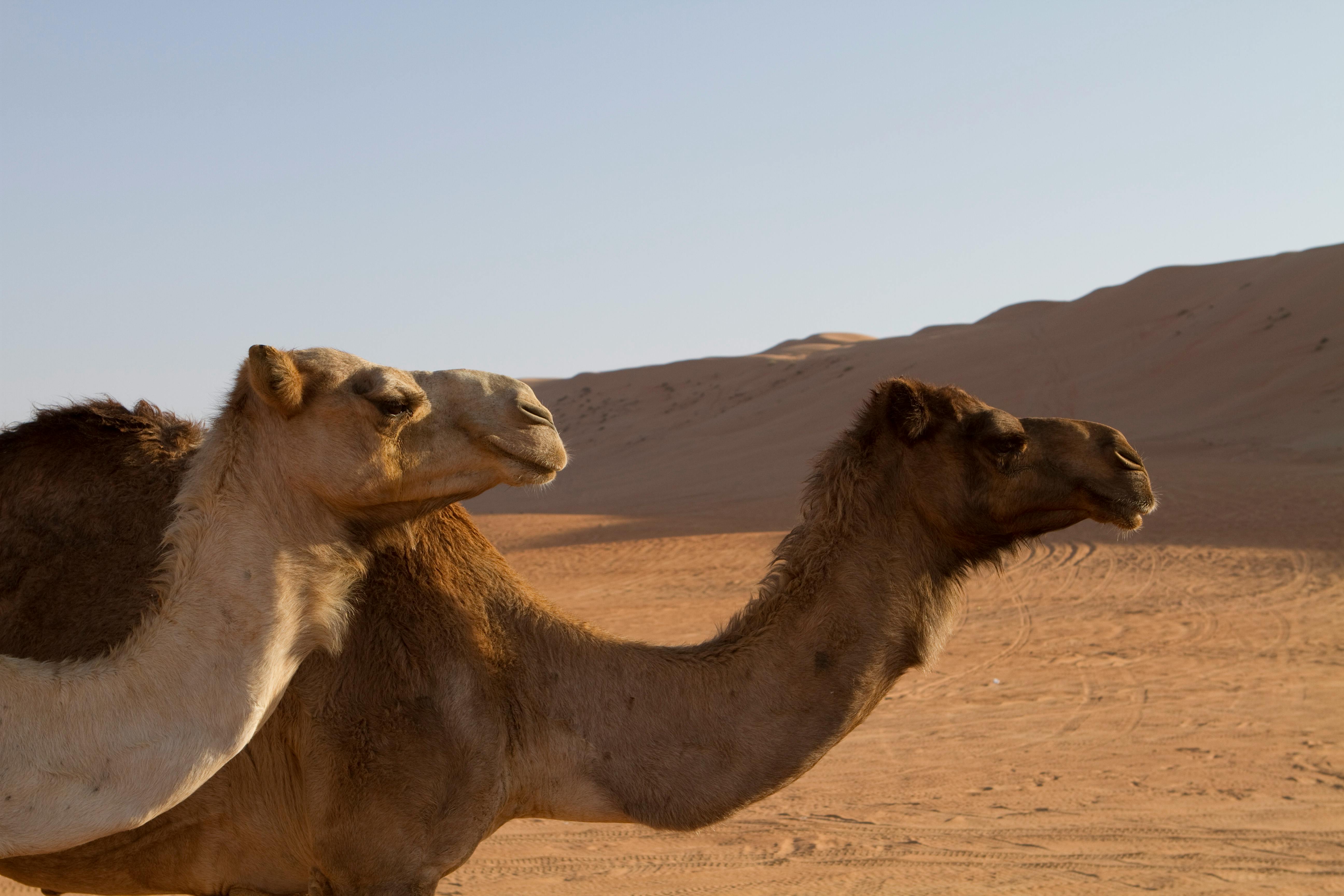 Silhouette of a person standing on a mountain at sunrise