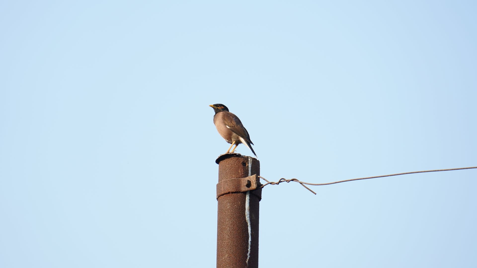 Myna