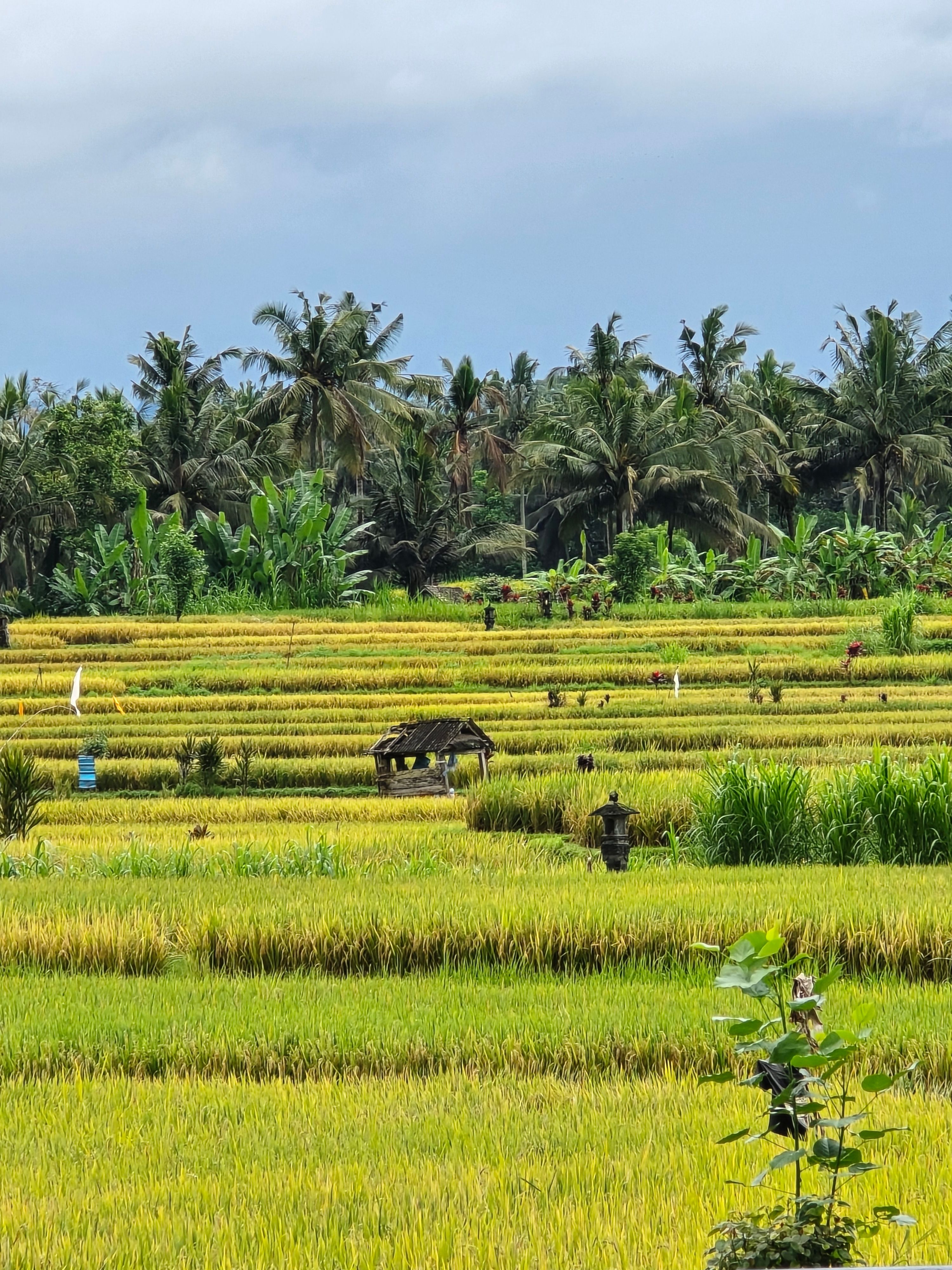 Lush Bali Rice Fields with Palm Trees · Free Stock Photo