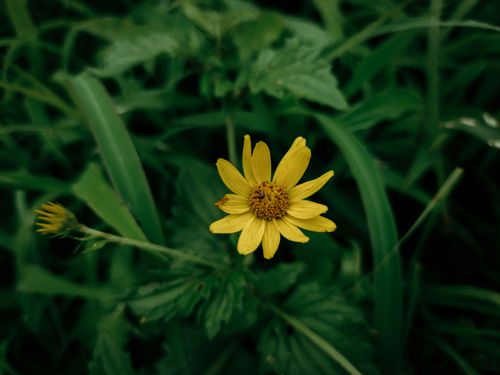 Free Thrive Stock Photo