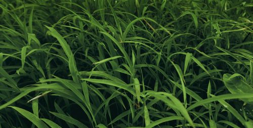 Free Grassland Stock Photo