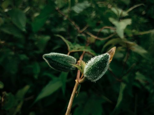 Free Buds Stock Photo