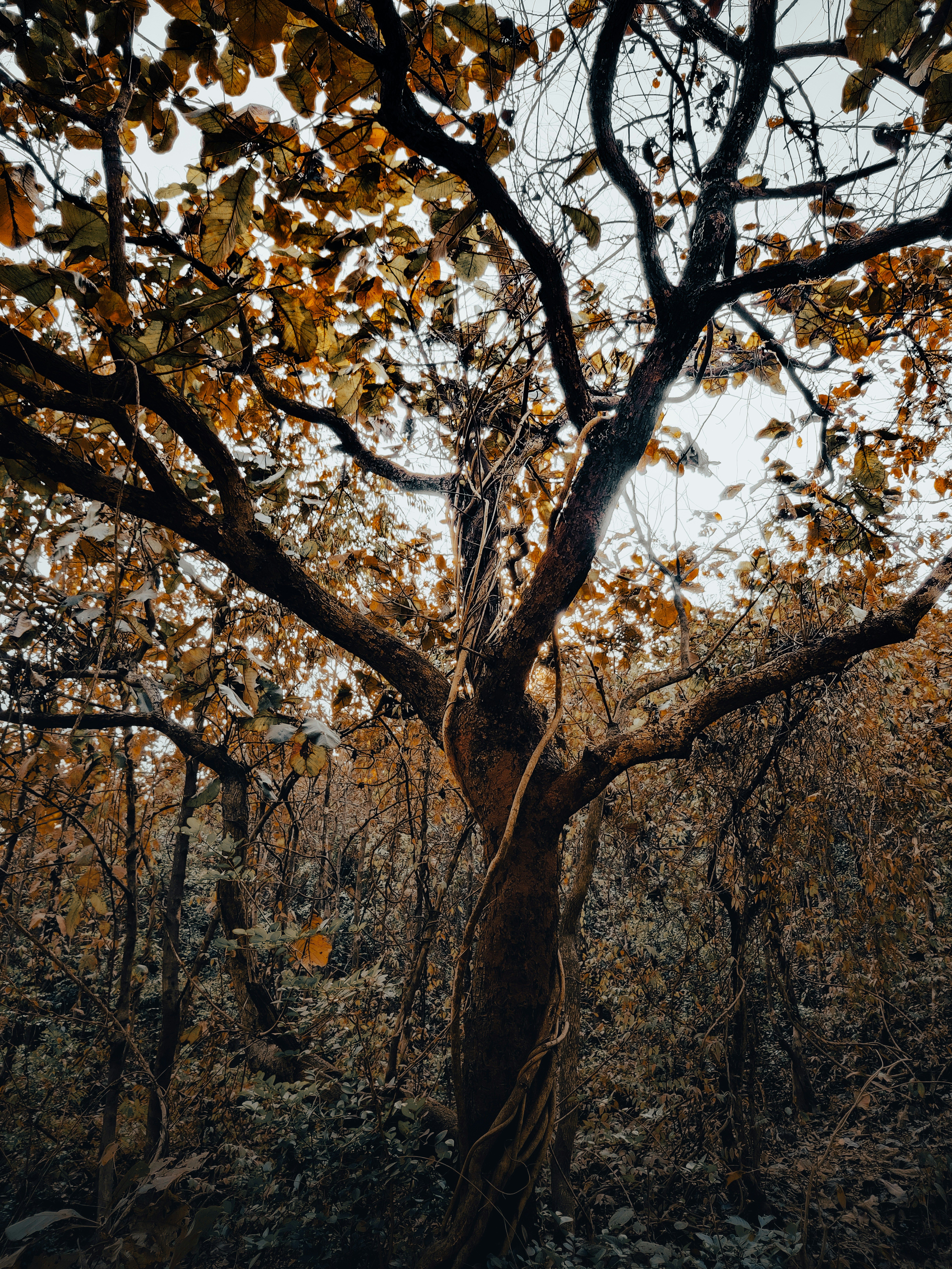 Majestic Tree in Indian Forest During Summer · Free Stock Photo