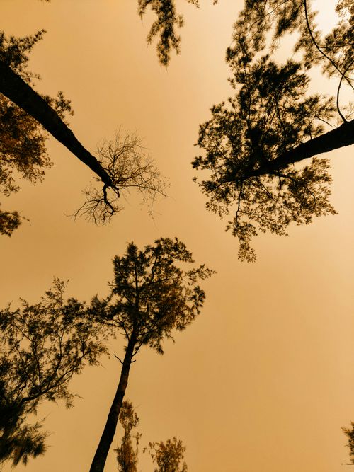 Free Glade Stock Photo