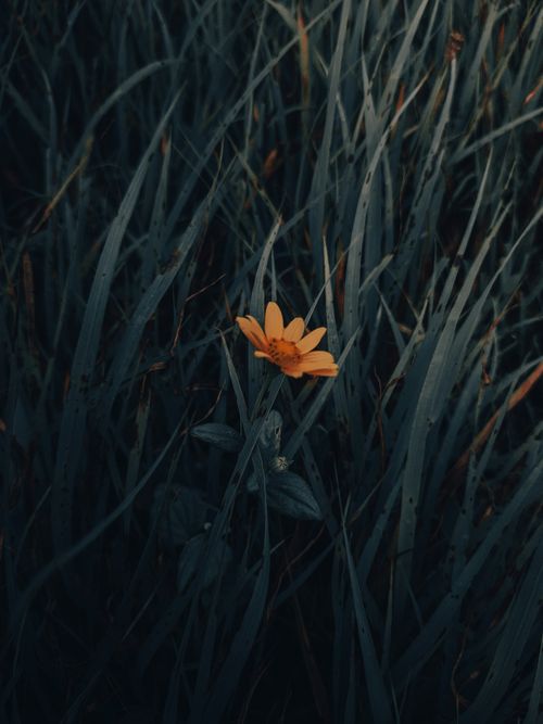 Free Survive Stock Photo